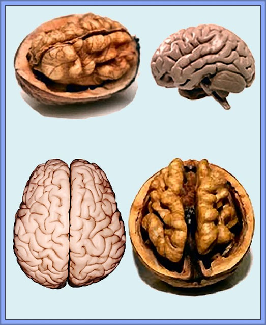 Walnuts And Brains Have Always Been Compared