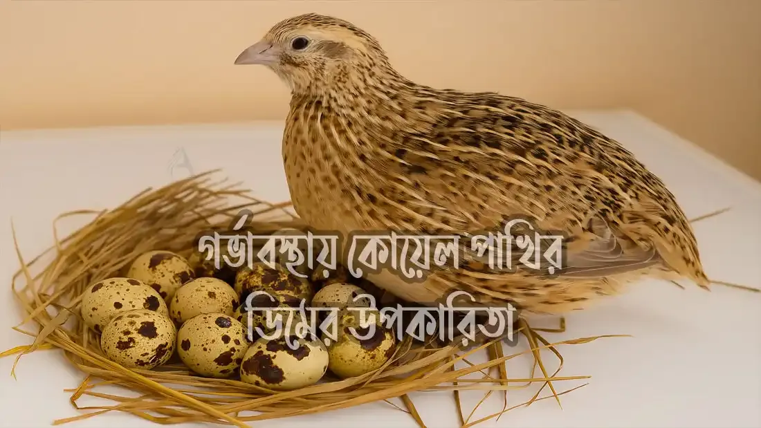 গর্ভাবস্থায়-কোয়েল-পাখির-ডিমের-উপকারিতা