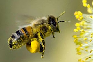gambar lebah , hikmah dari lebah