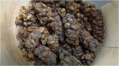 Καφές Kopi luwak. 