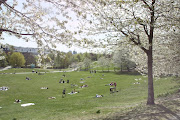 Det er bare ett sted å være når det er så varmt som nå, og det er i parken. (park )