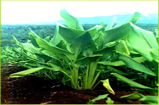 Curcuma Plant