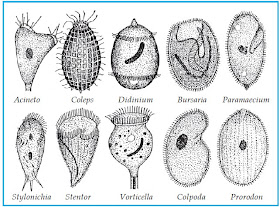 BIOLOGI GONZAGA PROTISTA PROTOZOA 