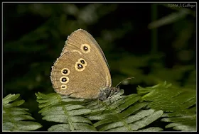 Aphantopus hyperantus