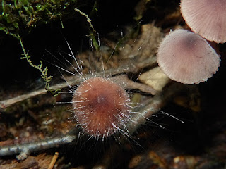 Moisissure des mycènes - Spinelle fusiger - Spinellus fusiger 