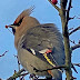 A waxwing at last!