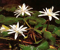 Tunjung (Nymphaea lotus)