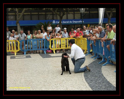 Cão de Água Português