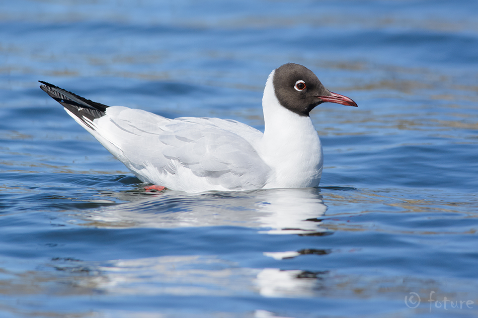 Naerukajakas, Larus ridibundus, Black-headed Gull, Common, Chroicocephalus, kajakas