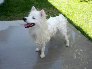 An american eskimo after soaked by water hose.