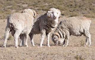 patagonian sheeps