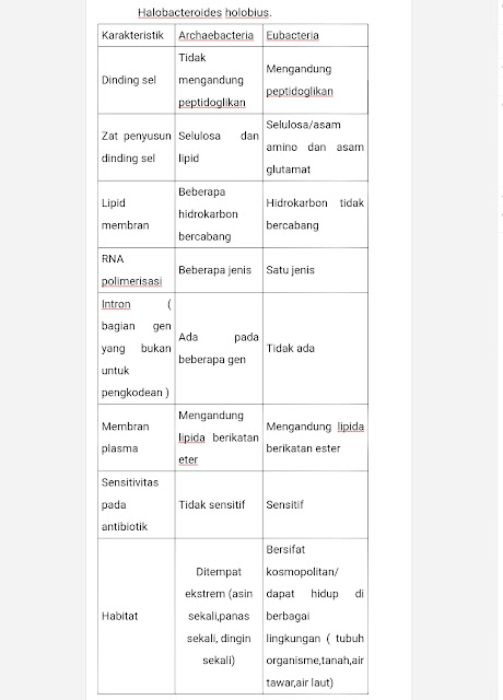 Perbedaan Archaebacteria dan Eubacteria