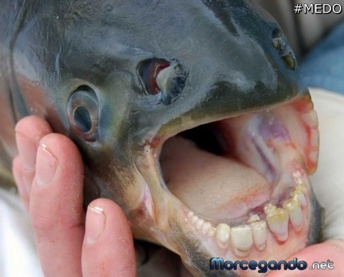 peixes com dente