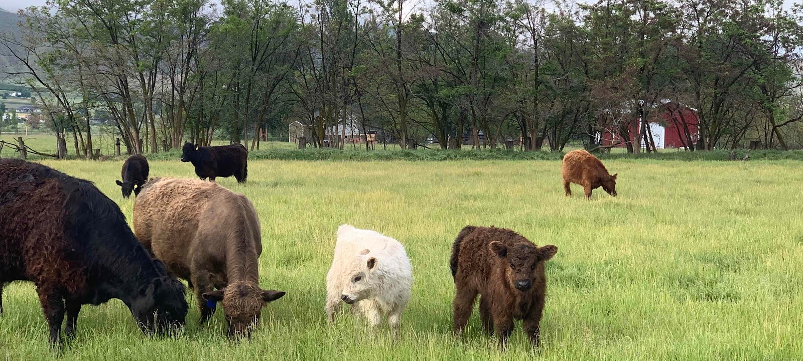 Idaho Galloway Cattle