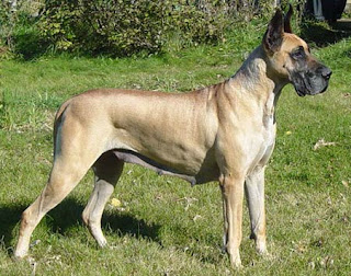 great dane dog puppy breeds hound canine pooch canis bow-wow despicable fellow qen txakurra gos pas hond koer aso koira kutya hundur madra pets huisdieren animaux de compagnie Haustiere de companie husdjur Evcil Hayvan anifeiliaid anwes domace zvali augintiniai alagang hayop domaci zvirata kucni ljubimci animals domestics maskotak pets