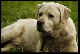 labrador retriever white dog pictures