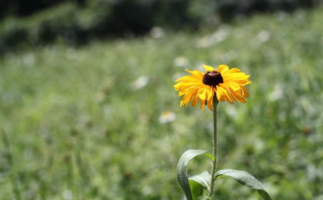 Rudbeckia Hirta Flowers Pictures
