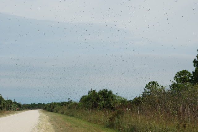 Big Cypress National Preserve
