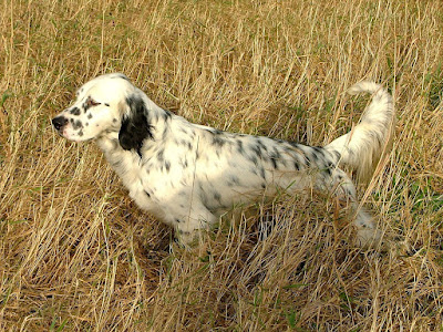 English Setter Pictures