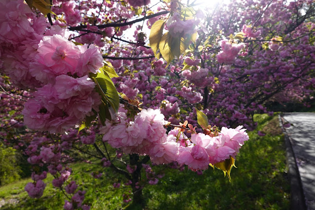 鳥取県西伯郡伯耆町小林 マウンテンストリームきしもと ヤエザクラ（八重桜）