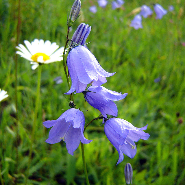 campanula delicate flowers