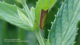 Oncocera semirubella DSC92753