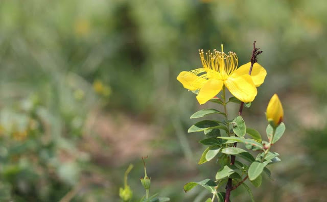 Hypericum Flowers