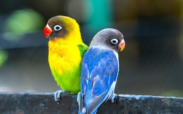 Inilah Harga Burung Lovebird Terlengkap Terbaru Update