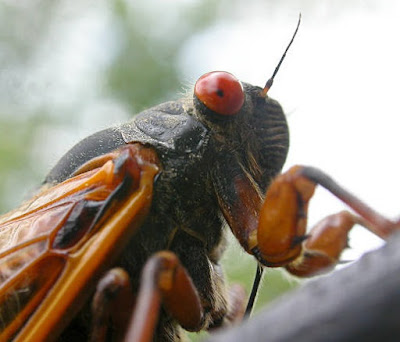 Close up view of a cicada