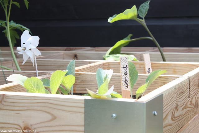 Groente uit eigen tuin! Makkelijke moestuin tips!