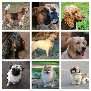 most friendly dog breeds in India