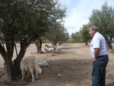 A delighted dad looking over the fence at several sheep and friendly dog relaxing in the shade of the olive trees.