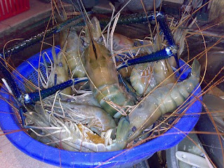 Projek Penternakan Udang Galah