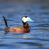 Andalucía a wildlife paradise - Part 1