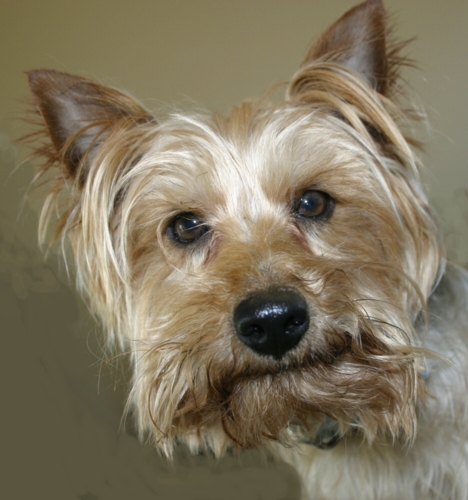 Ziggy, our new adopted Silky Terrier!