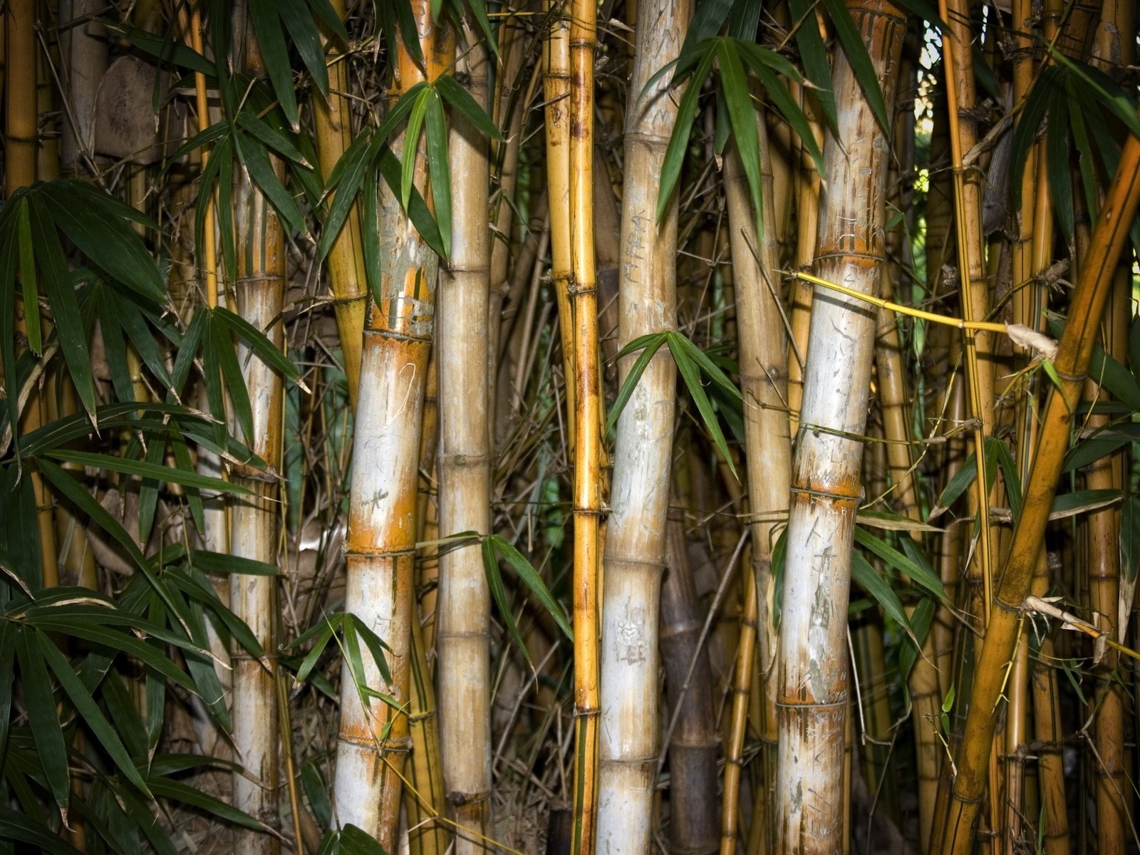 Bamboo Wallpaper: Bamboo Wallpaper Collection 30-40 - Bamboo Forest ...