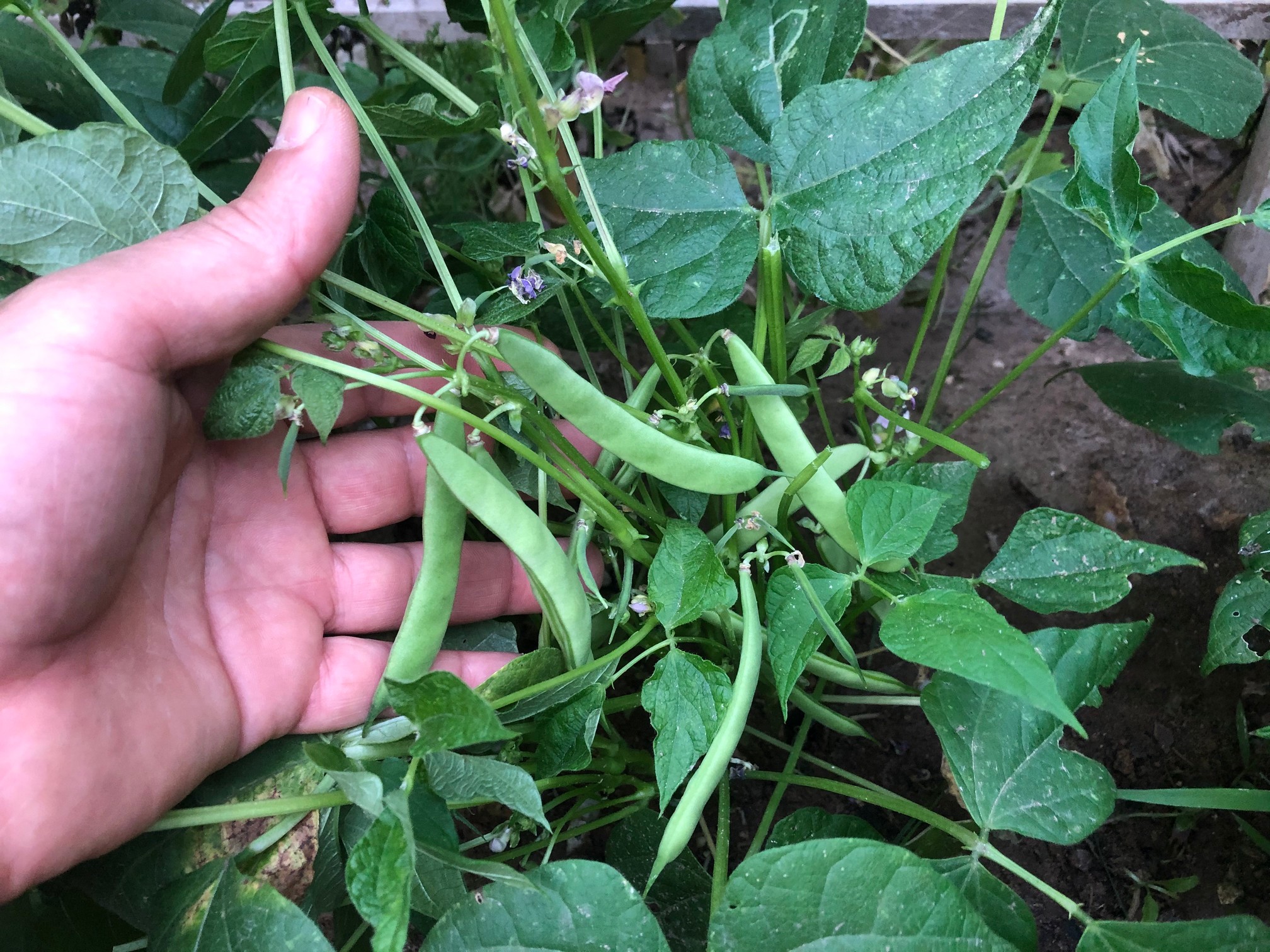 Black turtle beans are some of the easiest veggies to grow, which makes them ideal for beginners and beloved by any veggie gardeners who wish to grow their own dried beans.