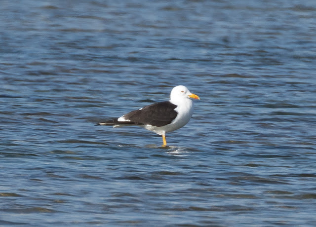 Baltic Gull - Lady's Mile Beach, Cyprus