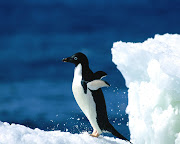 Free download high quality penguin wallpapers (penguin animal wallpaper)