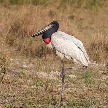 Jabiru neck looks segmented, this brings it among the weirdest animals in the world.