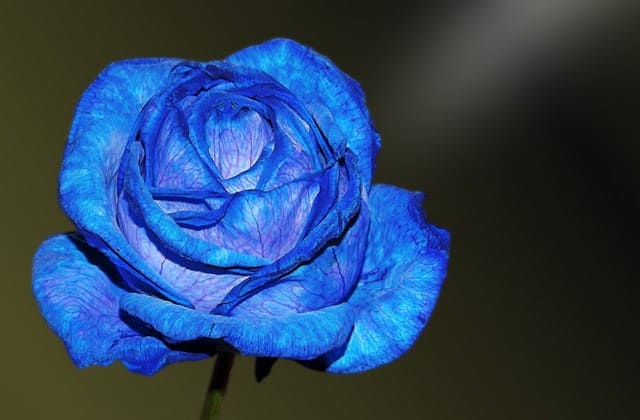 Beberapa Fakta Menarik Mengenai Bunga Mawar Biru, Lambang ...