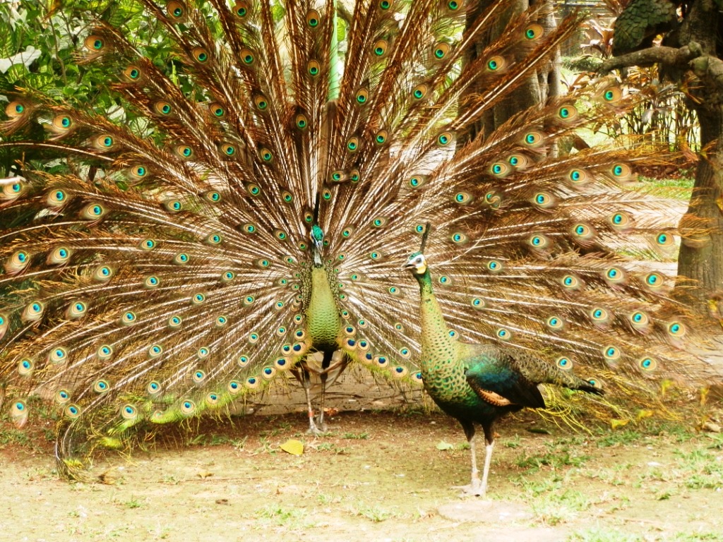 Kumpulan Gambar Burung Merak Cantik Terbaru GambarBinatangCom