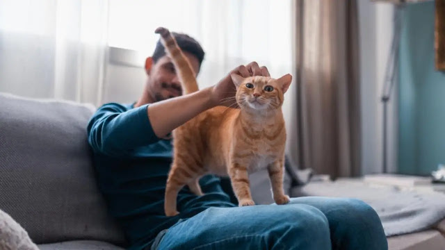 Benefits of Cat Ownership on Mental Health