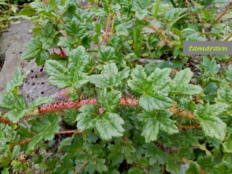 Крыжовник буреинский (Grossularia burejensis)