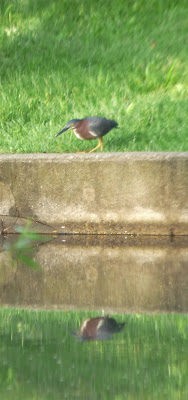 green heron