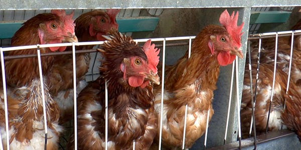 #Brits in #Greece:: Help Stop Battery Hen and Barrel Dog Cruelty