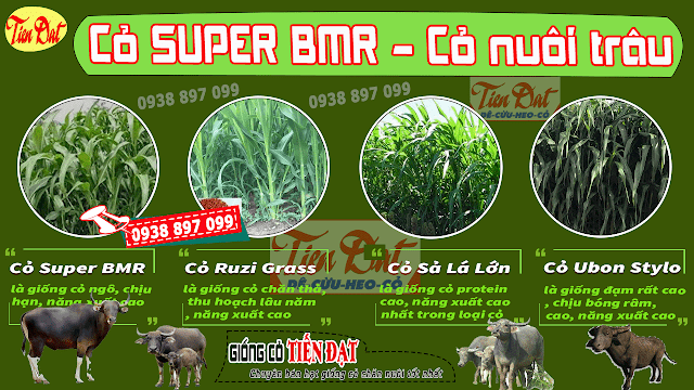 Loại cỏ tốt nhất cho trâu là cỏ sudan lai Super BMR