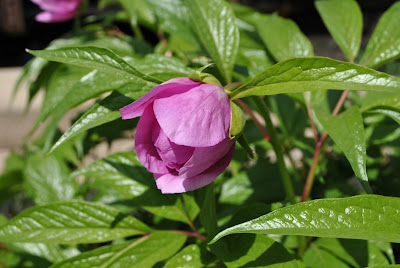 Пион Мерей (Paeonia mairei) 06.05.2013