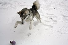 Siberian Husky Playing