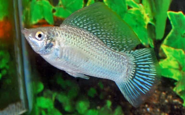 Silver Sailfin Molly